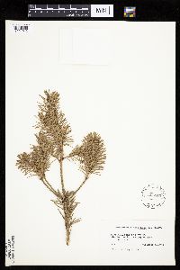 Pseudotsuga menziesii image