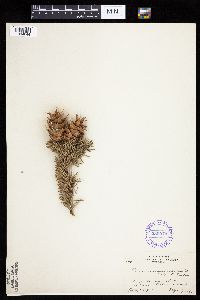 Pseudotsuga menziesii image