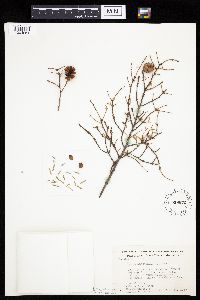 Media resource of Tsuga canadensis