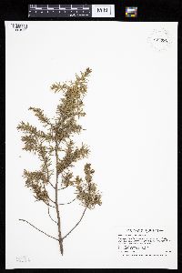 Juniperus communis image
