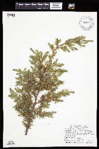 Juniperus communis image