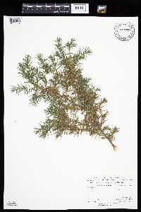 Juniperus communis var. depressa image