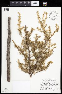 Juniperus communis image