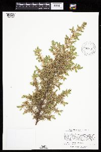 Juniperus communis image