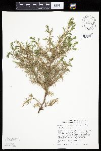 Juniperus communis image
