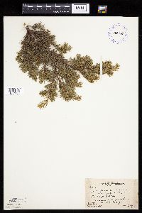 Juniperus communis image