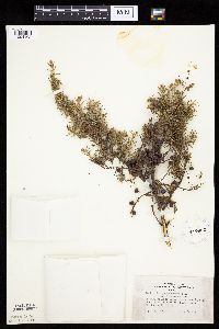 Juniperus communis image