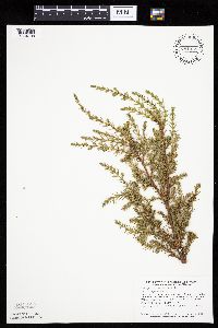 Juniperus communis image