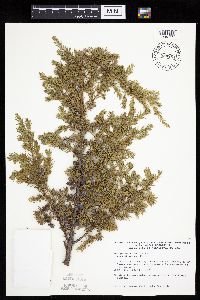 Juniperus communis var. depressa image