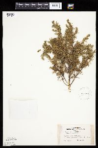Juniperus communis image