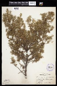Juniperus communis image