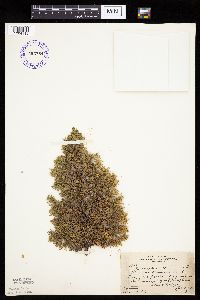 Juniperus communis image