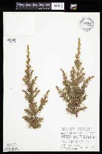Juniperus communis image