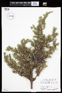 Juniperus communis image