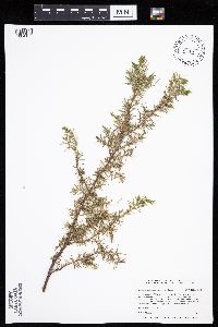 Juniperus communis image