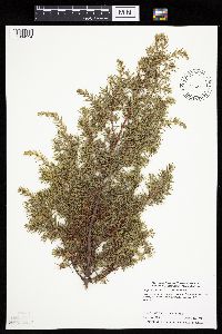 Juniperus communis image