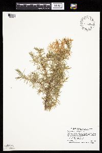 Juniperus communis image