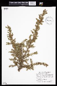 Juniperus communis image