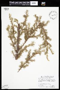 Juniperus communis image