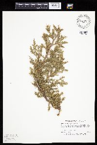 Juniperus communis image