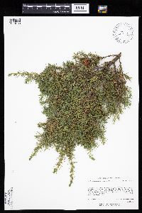 Juniperus communis image