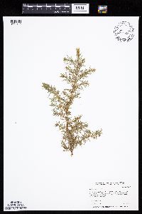 Juniperus communis image