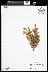 Juniperus communis image