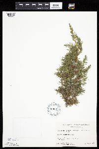 Juniperus communis image