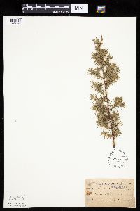 Juniperus communis image