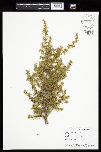 Juniperus communis image