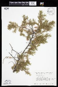 Juniperus communis image