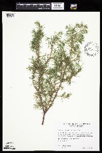 Juniperus communis image