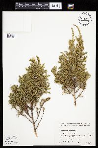 Juniperus communis image