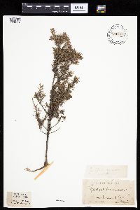 Juniperus communis image