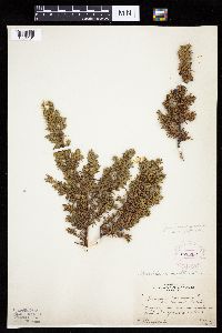 Juniperus communis image