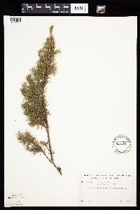 Juniperus communis image