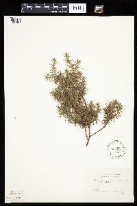 Juniperus communis image