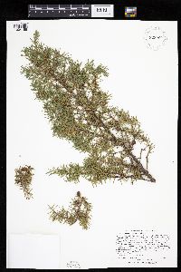Juniperus communis image