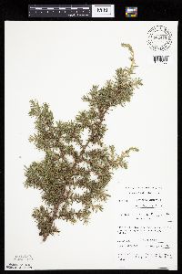 Juniperus communis image