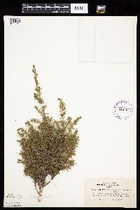 Juniperus communis image