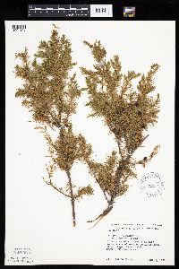 Juniperus communis image