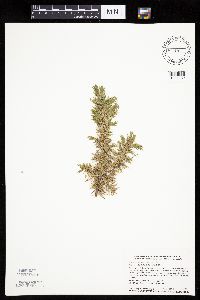 Juniperus communis var. depressa image