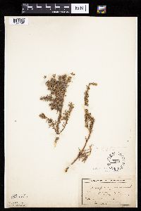 Juniperus communis image