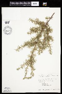 Juniperus communis image