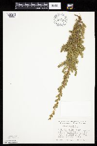 Juniperus communis var. depressa image