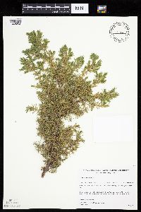 Juniperus communis var. depressa image