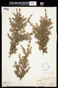 Juniperus communis image