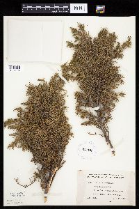 Juniperus communis var. depressa image