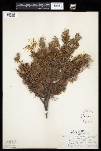 Juniperus communis image