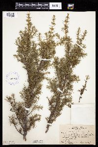 Juniperus communis image